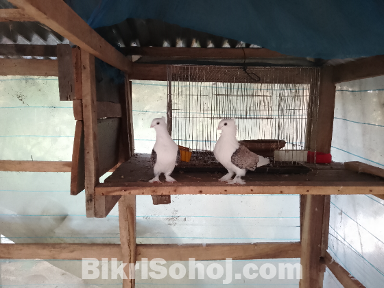 কবুতর